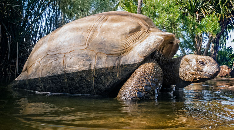 Das Aldabra-Atoll ist einzigartig - auch wegen seiner Riesenschildkröten Aldabra-Riesenschildkröte (Aldabrachelys gigantea)