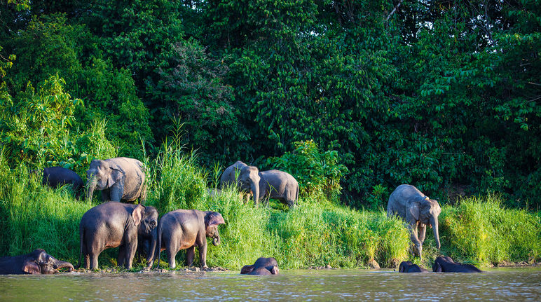 Elefanten am Kinabatangan. Sie brauchen viel Wasser zum Leben und ungestörten Zugang zum Fluss Badende Waldelefanten