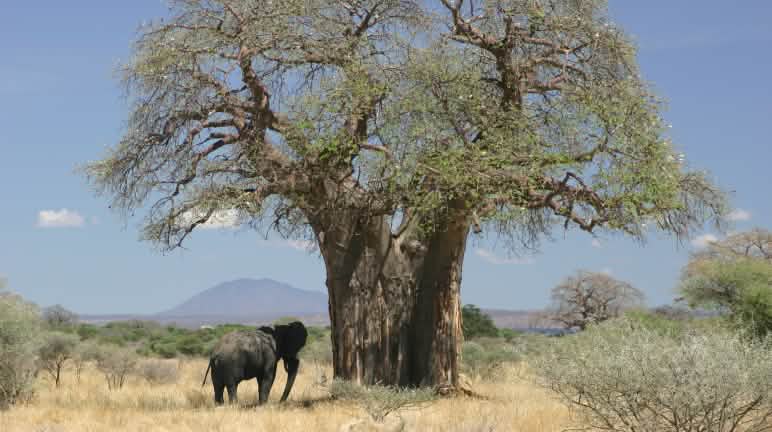 Savanne Elefant neben Baobab in der Savanne