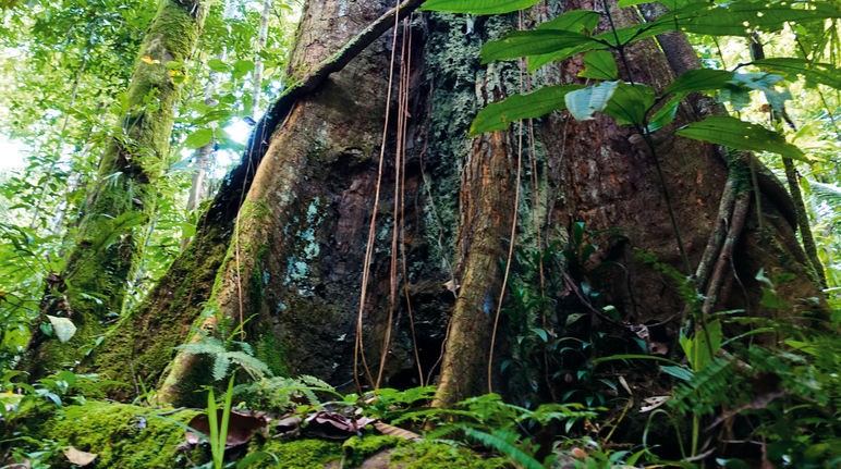 Diese Urwald-Riesen überleben, weil Flächen gekauft und damit geschützt werden können Baumriese in Peru