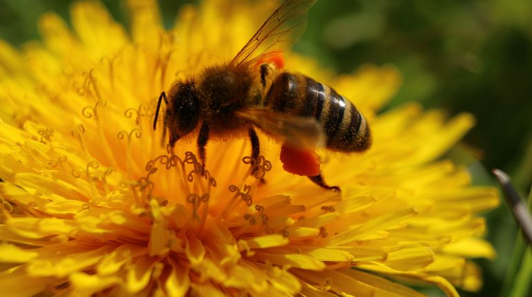Eine Biene sammelt Nektar und Pollen auf einer Blüte