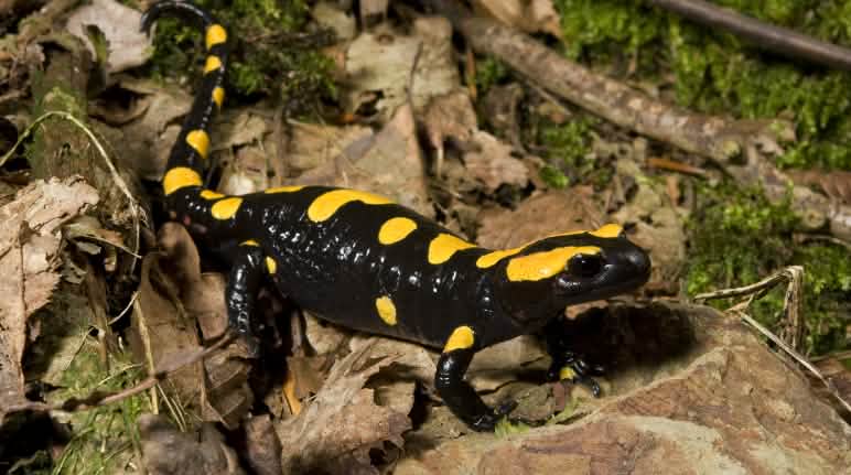 Feuersalamander sind besonders anfällig für den Erreger Batrachochytrium salamandrivorans Feuersalamander