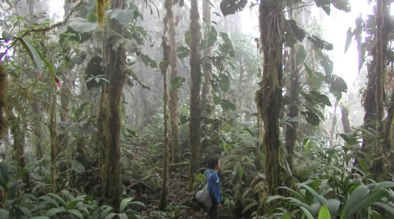 Wälder sind wie Schwämme - sie saugen das Regenwasser auf und geben es langsam wieder ab Eine Person zwischen den mit Moosen und Epiphyten bewachsenen Stämmen im nebelverhangenen Bergregenwald