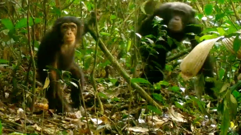 Neugierig schaut der junge Schimpanse in die Kamera. Seine Mutter hält sich im Hintergrund Schimpansen im Grebo-Krahn Nationalpark, Liberia