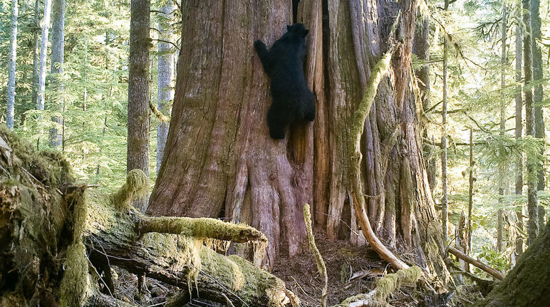 Schwarzbär klettert an einem Baum, Vancouver Island, British Columbia, Kanada