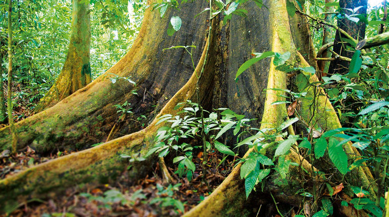 Der tropische Regenwald auf Borneo wird seit Jahrzehnten systematisch zerstört Brettwurzel