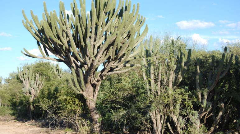 Typische Vegetation des Chaco mit zahlreichen Kakteen und anderen an Trockenheit angepassten Gehölzen. In der Bildmitte ein riesiger Kaktusbaum mit dickem Stamm und zahlreichen ästeartigen Verzweigungen
