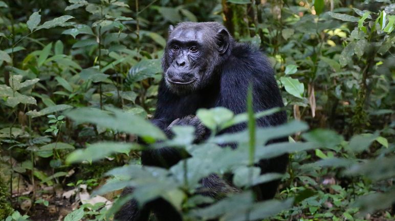 Noch sind sie in Uganda daheim, doch der Lebensraum der Schimpansen schwindet Schimpanse, Uganda