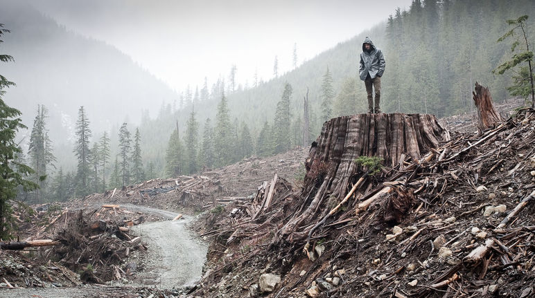 Rodung von Küstenregenwald auf Vancouver Island, British Columbia, Kanada