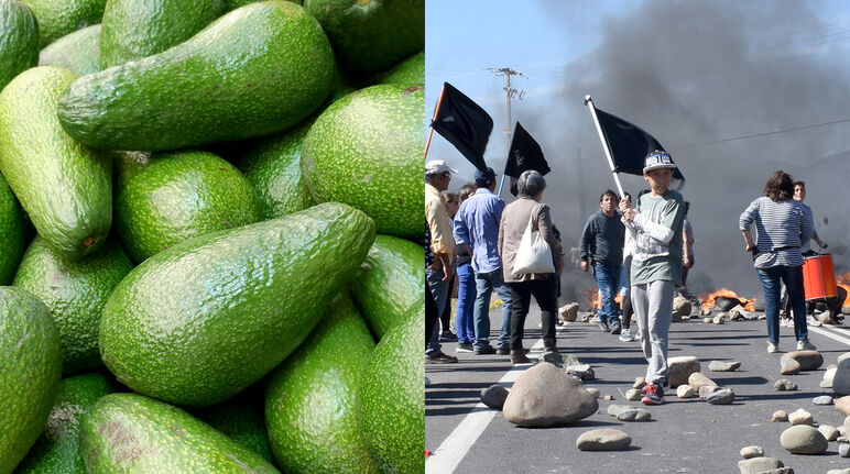 Collage: Avocados (li.) - Demonstration in Chile (re.)