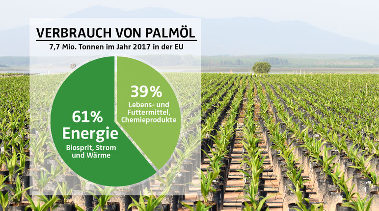 COLLAGE - Diagramm Palmölverwendung EU 2017 mit Palmölplantage als Hintergrund