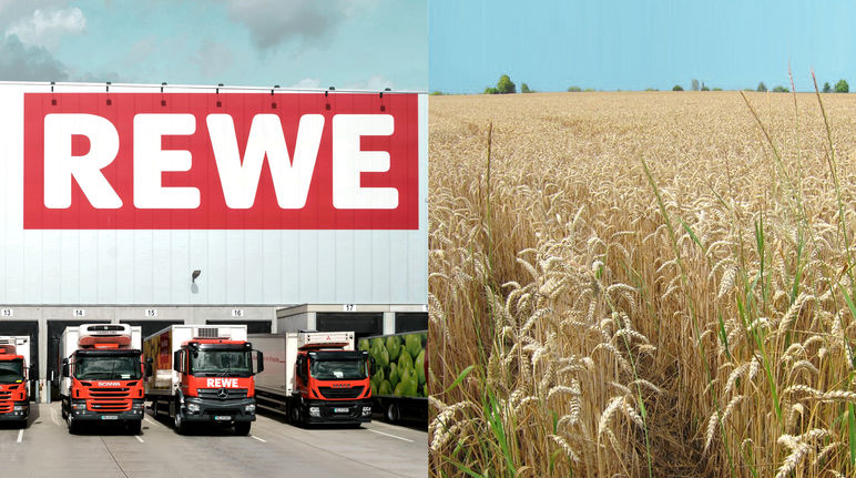 REWE will 30 Hektar Acker betonieren Collage REWE Logistikzenrumg + Weizenfeld