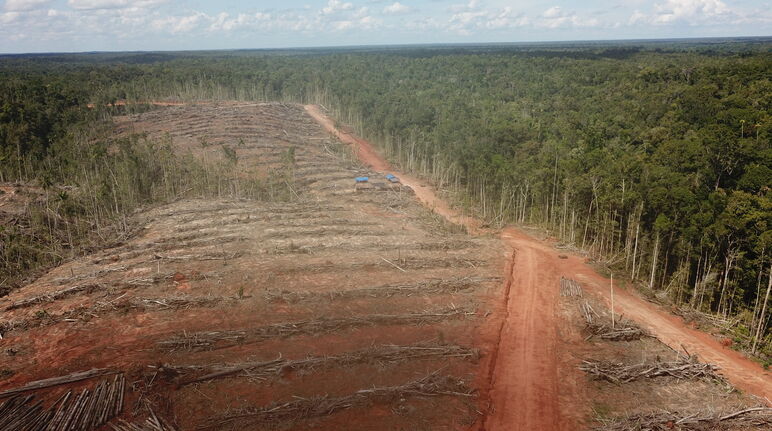 Abholzung für Palmölplantage von PT Digoel Agri in Papua