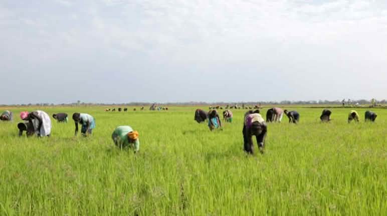 Die indigenen Anuak arbeiten auf dem Land der Investoren, das einst ihnen gehörte Bauern in Äthiopien stehen gebückt in einem grünen Feld, auf dem sie ernten