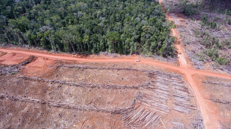 Samsungs Geschäftspartner Korindo vernichtet Regenwald in Papua Luftbild: Rodung für Palmölplantage der Firma Korindo in Papua