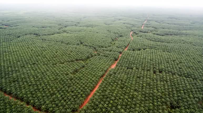 Palmölplantage von Korindo im Südosten Papuas Palmölplantagen der Firma Korindo