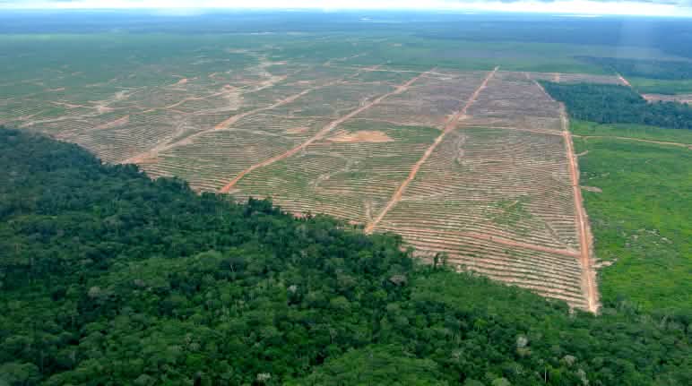 Kahlschlag für Palmöl: Landwirtschaft ist eine Hauptursache für Waldvernichtung Luftbild einer Rodung für Palmöl in Peru