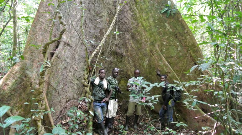 Mitarbeiter der Wild Chimpanzee Foundation (WCF) und Ecoguards stehen vor einem mächtigen Baum im Sapo-Nationalpark, Liberia