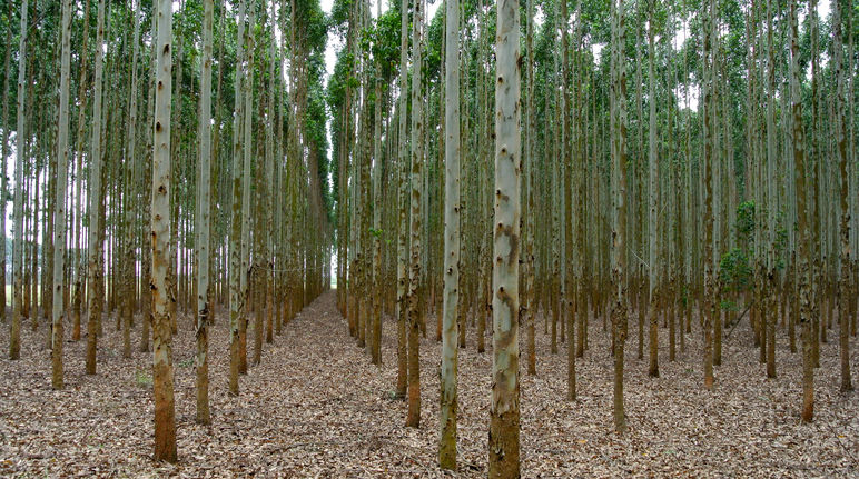 Eukalyptus-Plantage in Südafrika für die Herstellung von Zellstoff