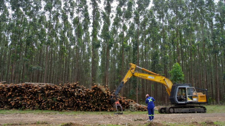 Baumplantage mit Eukalyptus in Südafrika