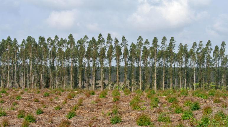 Baumplantage in Südafrika