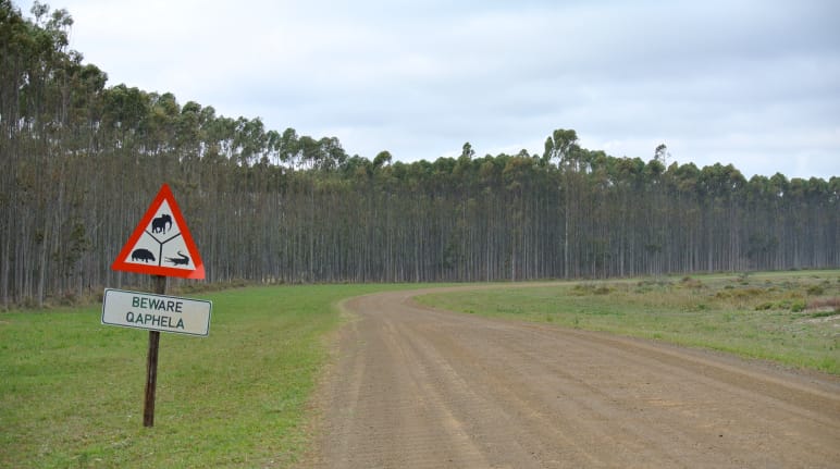 Baumplantage in Südafrika