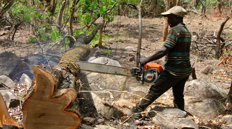Ein Holzfäller zersägt einen Palisander-Baum, den er gerade gefällt hat