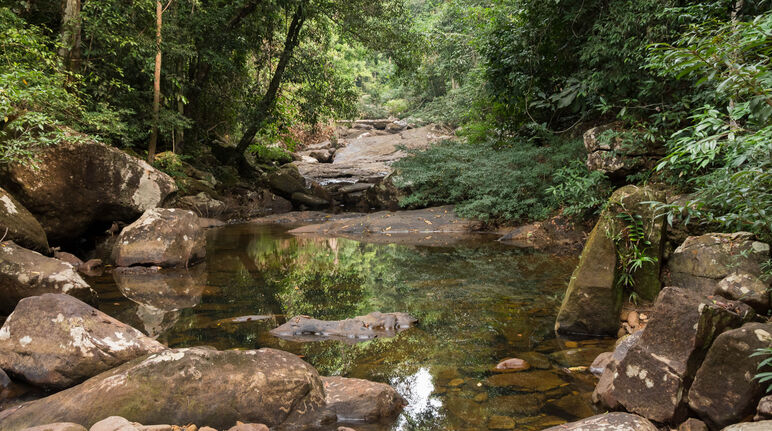 Von Felsbrocken gesäumter Wasserlauf im Regenwald