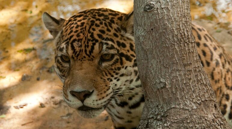Ein Jaguar lauert hinter einem Baumstamm