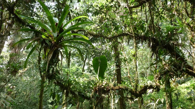 Eine Frage der Perspektive: Sehen wir Natur als Subjekt oder als Objekt? Epiphyten im ecuadorianischen Regenwald