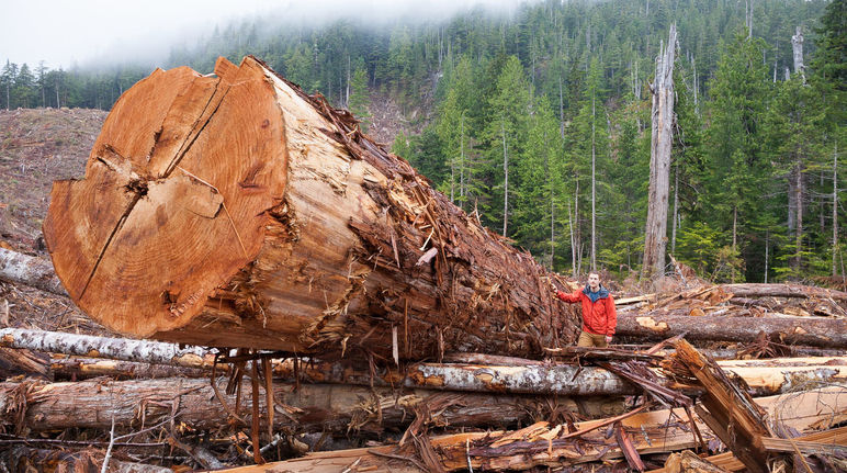 Gefällter Baum im Küstenregenwald auf Vancouver Island, British Columbia, Kanada