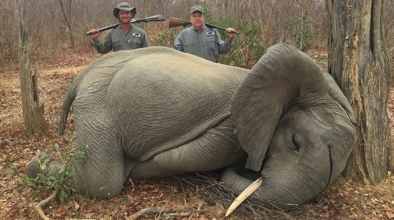 Jagdtouristen zahlen fünfstellige Summen, um einen Elefanten erschießen zu dürfen Elefant Jaeger in Simbabwe