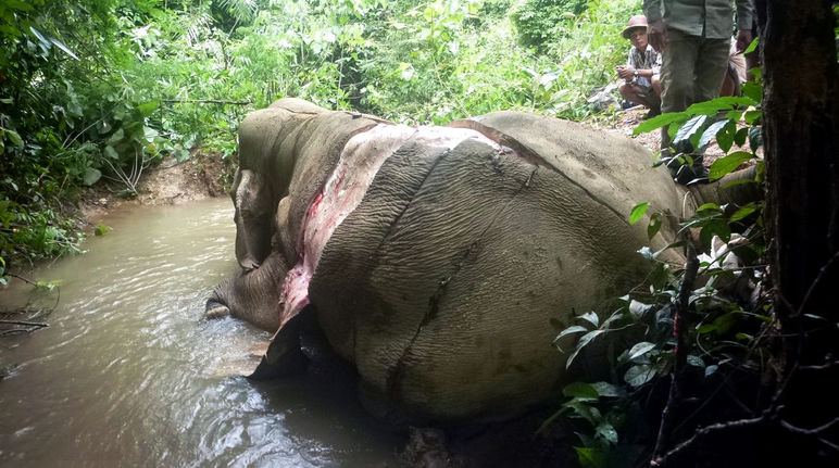 Der Elefant wurde wegen seiner Haut gewildert, die in China als Heilmittel gilt. Gewilderter und gehäuteter Elefant in Myanmar
