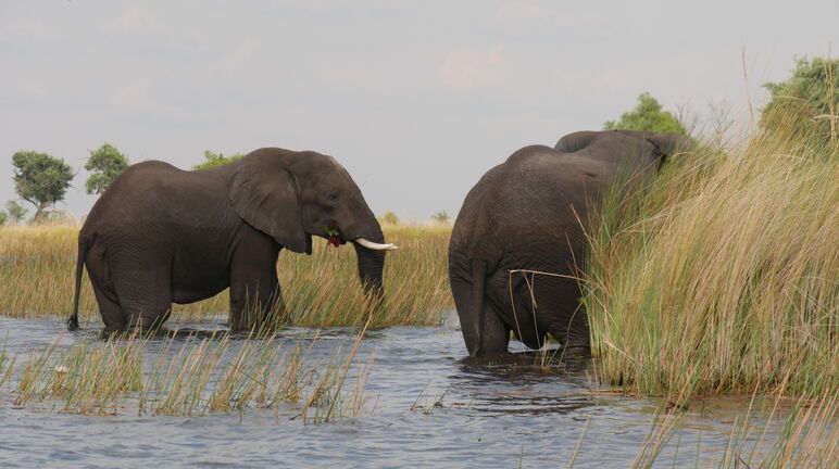 Elefanten im Okavango-Delta, Botswana