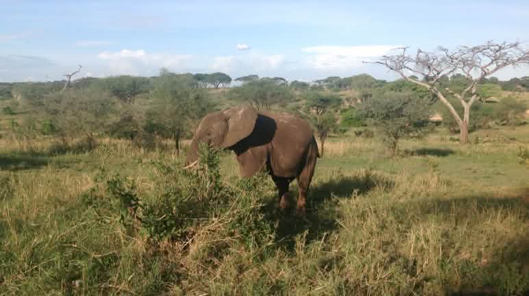 Wird der Lebensraum von Elefanten zerstört, können sie für Menschen gefährlich werden Elefant in Tansania