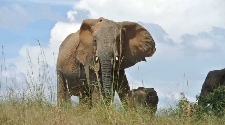 Elefanten, Uganda