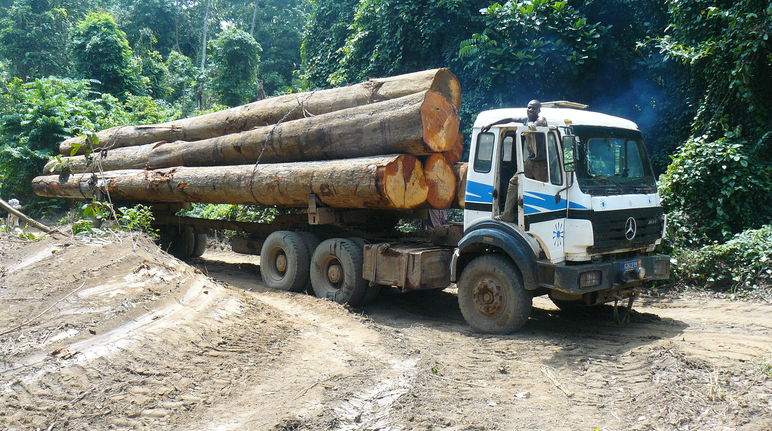 Ein Holzlaster transportiert Tropemholzstämme im Regenwald von Afrika