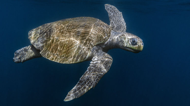 Olive Ridley Meereschildkröte