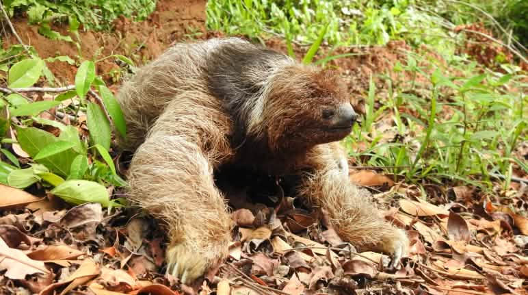 Kragenfaultier auf dem Boden