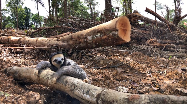 Regenwaldrodung in Französisch-Guayana: Aus dem Lebensraum des Weißkehl-Faultiers (Bradypus tridactylus) wird Biomasse für ein Kraftwerk Ein Weißkehl-Faultier klammert sich an den Stamm eines gefällten Baums im Regenwald