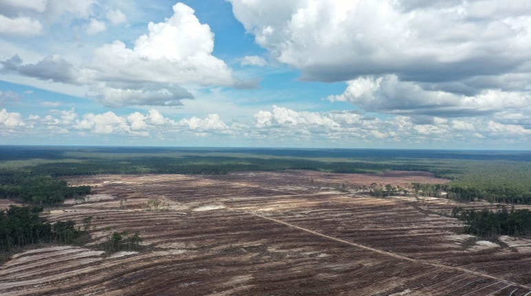 Torfmoor auf Borneo