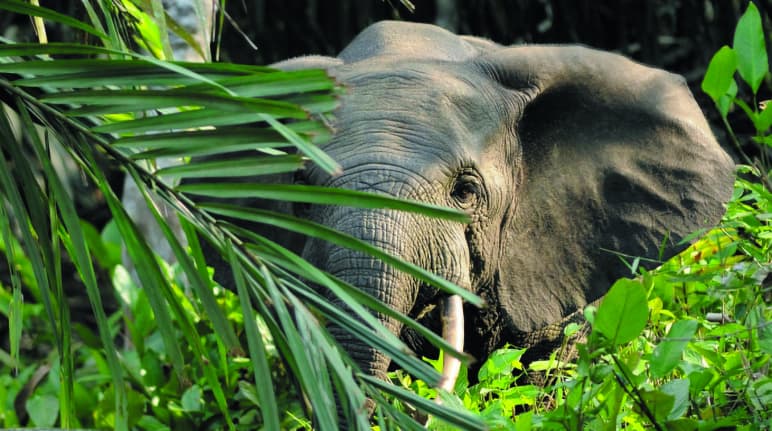 Afrikanische Waldelefanten: Forscher schätzen, dass fast 30 Prozent aller Regenwald-Riesen in Afrika von Waldelefanten „gepflanzt“ werden Waldelefant-Afrika