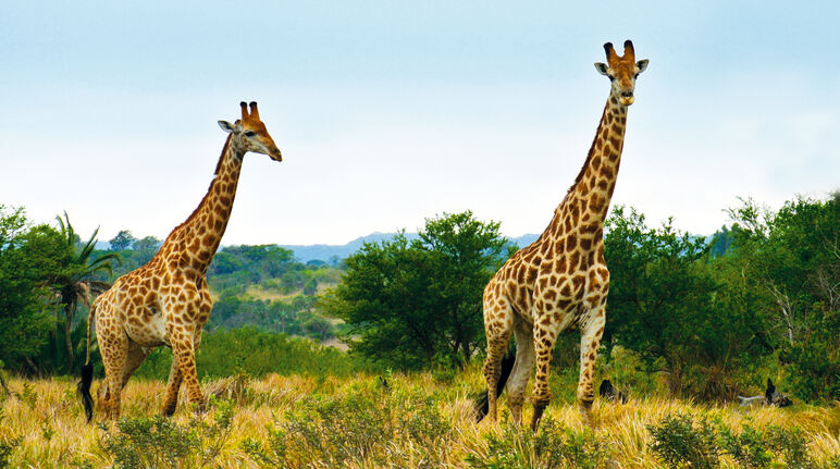 Giraffen erreichen zwar hohe Äste der Akazien, fressen trotzdem vorwiegend niedrigere Pflanzenteile und halten den Hals dafür waagerecht Giraffen in Südafrika