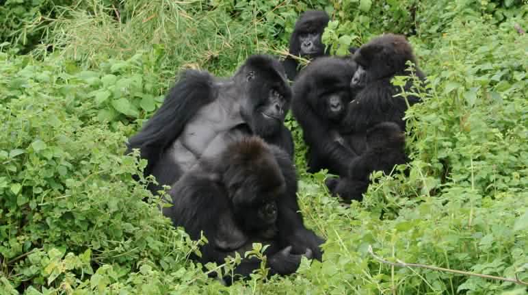 Gorillas im Virunga Nationalpark