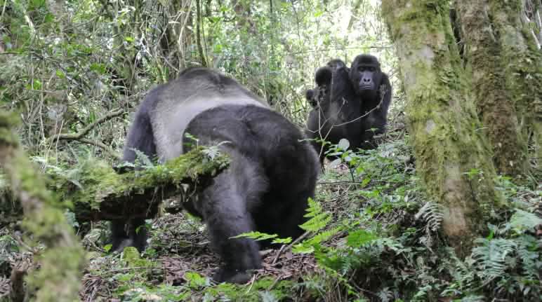 Östliche Flachlandgorillas mit Zwillingsbabys im Kahuzi-Biega Nationalpark