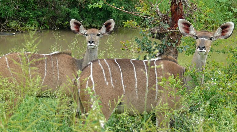 Antilopen in Ghanas Wäldern und Savannen Zwei Antilopen