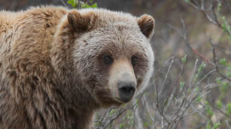 Von einst 50.000 Grizzlys sind in den USA weniger als 1.000 übrig Grizzlybär