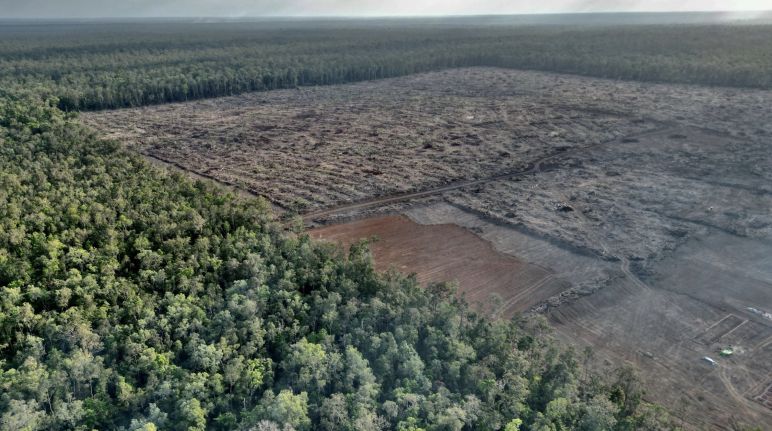 Schon sind große Flächen Regenwald gerodet Luftaufnahme von Kahlschlag