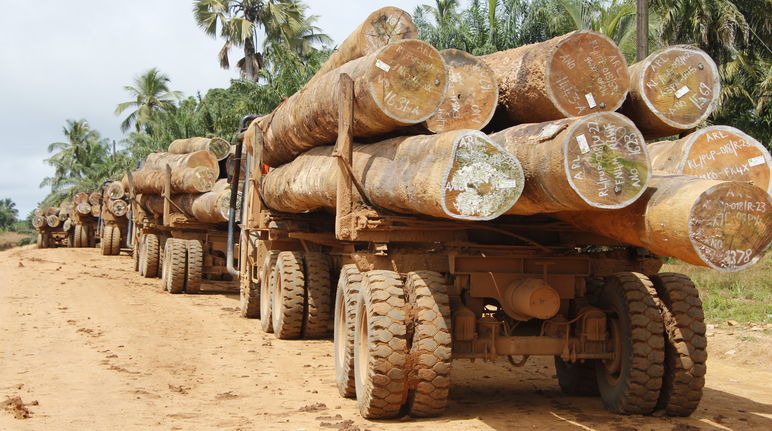 Abtransport von Tropenholzstämmen aus dem Regenwald von Liberia für den Export Mit Baumstämmen beladene Lastwagen in Liberia