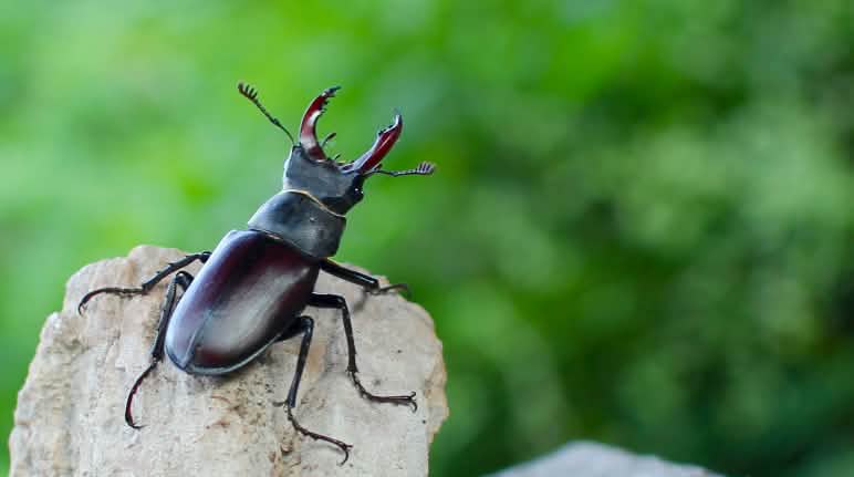 Seit 240 Millionen Jahren leben Käfer auf der Erde Ein Hirschkäfer sitzt auf einem Stein